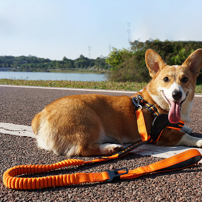 Dog Walking Guide: Essential Products for Health