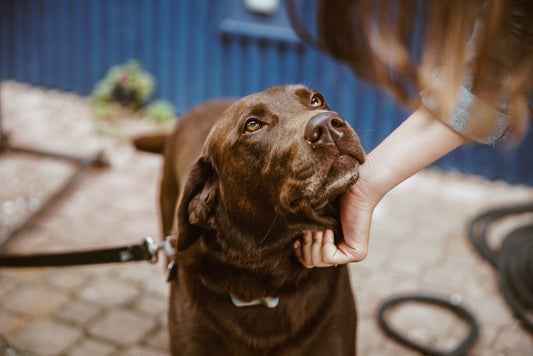 Adopting a Dog: A Life-Changing Decision