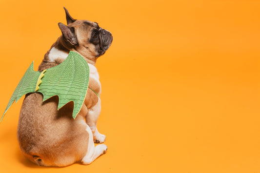 Adopting a Dog: A Life-Changing Decision