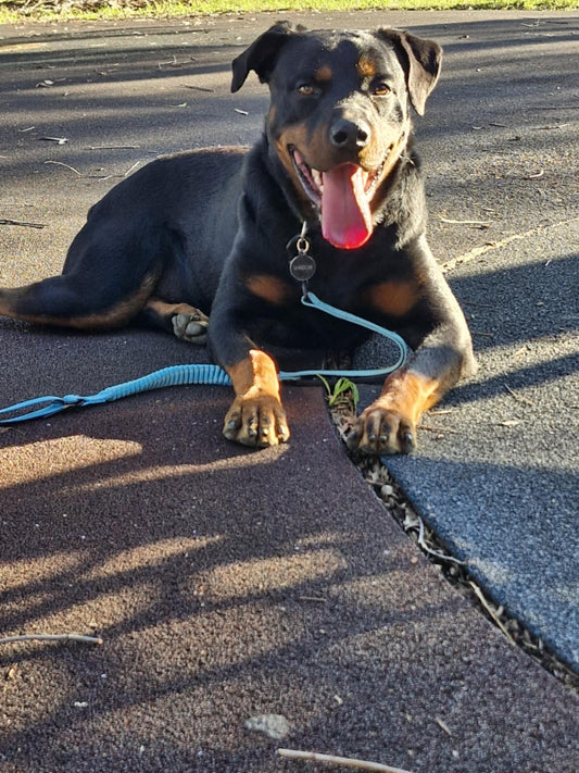 Dog Walking Guide: Essential Products for Health